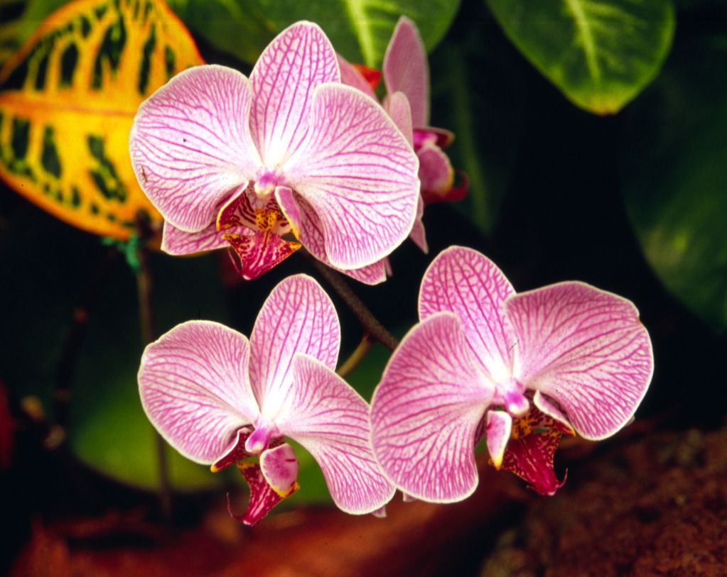 orchids-4jpg.jpg